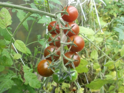 Tomate Schokoladenperle Samen