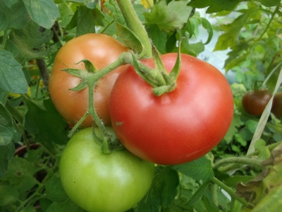 Tomate Ukrainische Schöne Samen