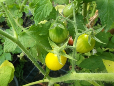 Tomate Blondköpfchen Samen