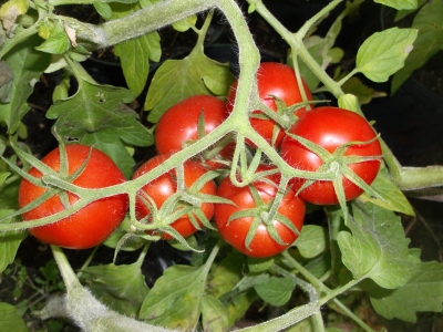 Tomate Red Rose Samen