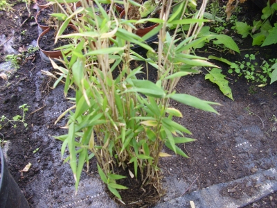 Bambus Fargesia murielae&quote;Jumbo&quote; Pflanze