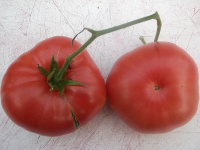 Tomate Mariannas Peace Samen