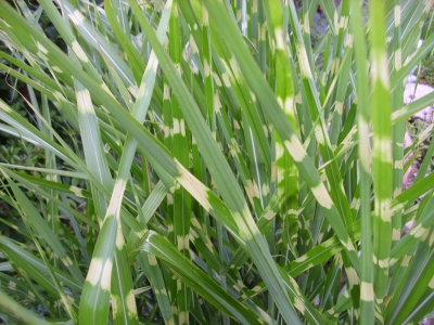Stachelschweingras Miscanthus sinensis&quote;Zebrinus&quote; Pflanze