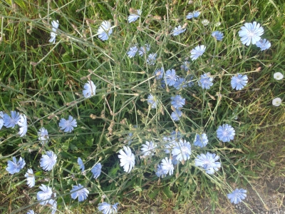 Wegwarte Zichorie Cichorium intybus Samen