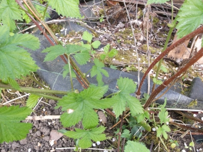 Echter Hopfen Humulus lupulus Samen