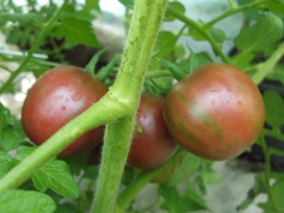Tomate VIOLET JASPER bunte Tomate Pflanze