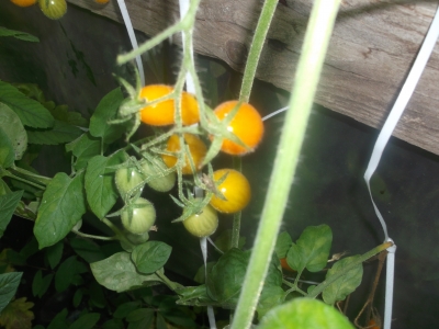 Tomate Bianca Pflanze