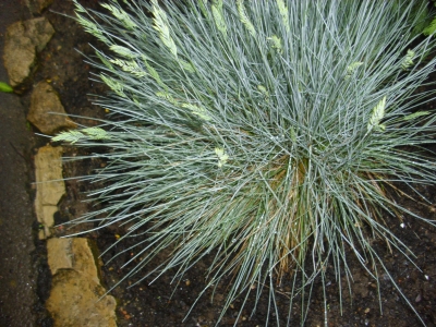 Blauschwingel Festuca glauca Pflanze