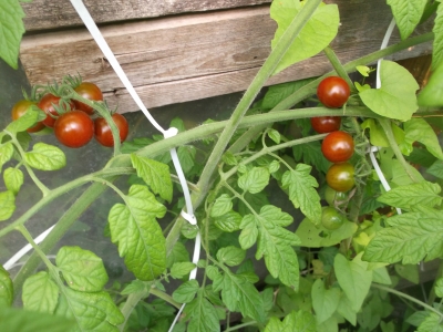 Tomate Schokoladenperle Pflanze