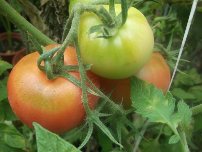 Tomate Hillbilly Samen