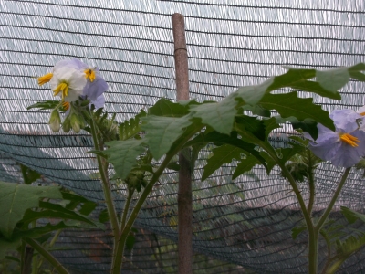 Litschitomate Solanum sisymbriifolium Samen