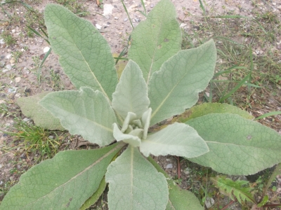 Königskerze Verbascum densiflorum Pflanze