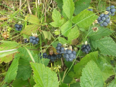 Kratzbeere Rubus caesius Samen