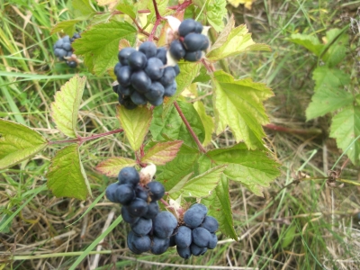 Kratzbeere Rubus caesius Samen