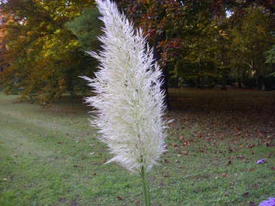 Pampasgras Cortaderia selloana Pflanze