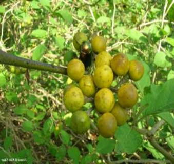 Pokastrauch Solanum torvum Samen