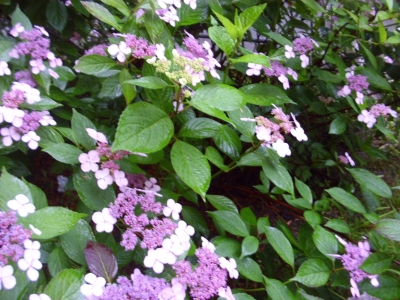 Samthortensie Hydrangea asperaMacrophylla Pflanze