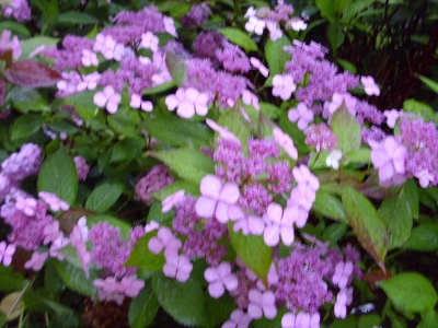 Samthortensie Hydrangea asperaMacrophylla Pflanze