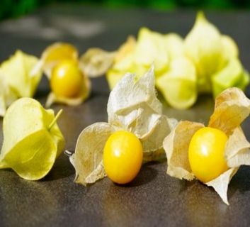 Ananasbeere Physalis pruinosa Samen