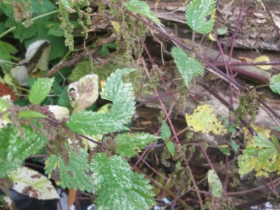 Große Brennessel Urtica dioica Samen