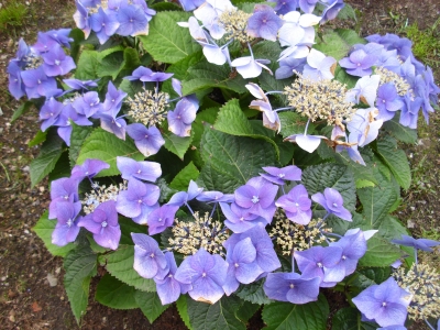 Tellerhortensie&quote;Blue Bird&quote; Hydrangea serrata Pflanze