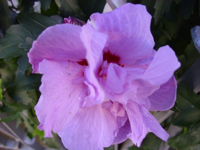 GarteneibischArdens Hibiskus syriacus Pflanze