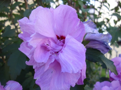 GarteneibischArdens Hibiskus syriacus Pflanze