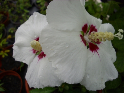 GarteneibischRed Heart Hibiskus syriacus Pflanze