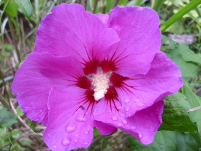 Garteneibisch&quote;Woodbridge&quote; Hibiskus syriacus Pflanze