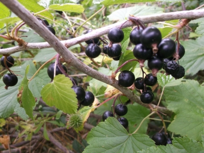 Schwarze Johannisbeere Titania unbewurzelter Steckling