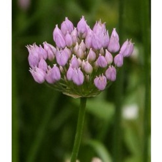 Kantenlauch Allium angulosum Samen