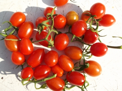 Tomate San Marzano Pflanze