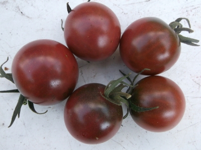 Tomate Black Zebra Cherry Pflanze