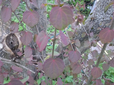 Lebkuchenbaum Pflanze