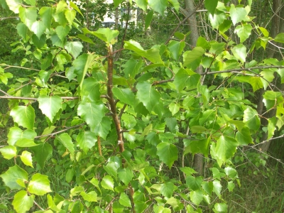 Weißbirke Betula pendula Pflanze