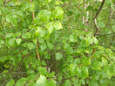 Weißbirke Betula pendula Pflanze