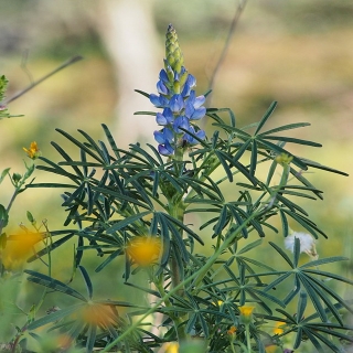 Blaue Süßlupine Tango Pflanze