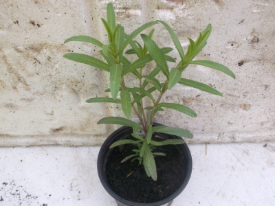 Yauthli Tagetes lucida Pflanze