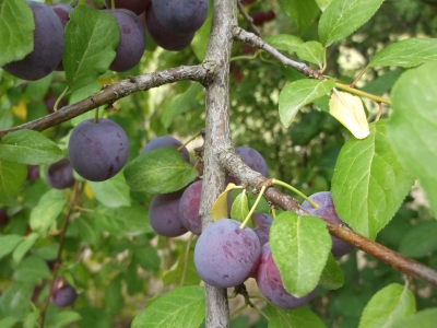 Mirabelle blaue Prunus domestica Samenkerne