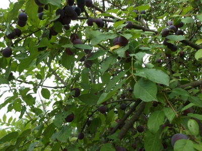 Mirabelle blaue Prunus domestica Samenkerne