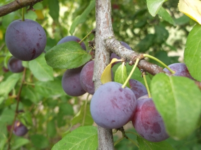 Mirabelle blaue Prunus domestica Samenkerne