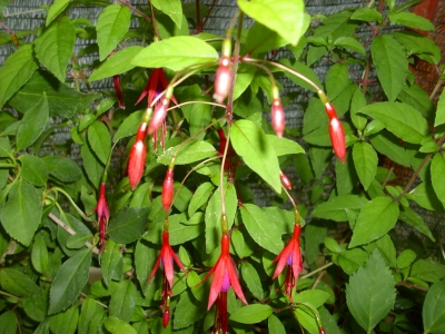 Gartenfuchsie Riccartonii Fuchsia magellanica Pflanze