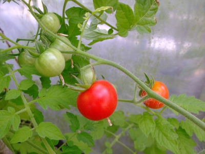 Tomate Columbian Wildtomate Samen