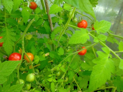 Tomate Columbian Wildtomate Samen