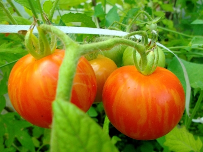 Tomate Tigerella Samen