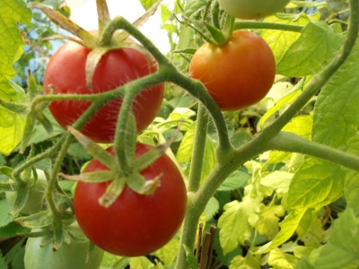 Tomate Roter Rubinius Samen