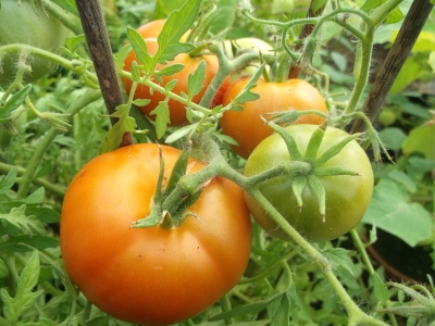 Tomate Morkownji möhrenlaub Samen