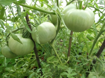 Tomate Morkownji möhrenlaub Samen