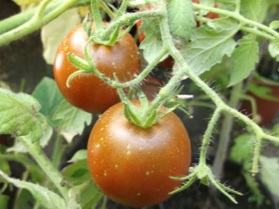 Tomate Cerise Samen