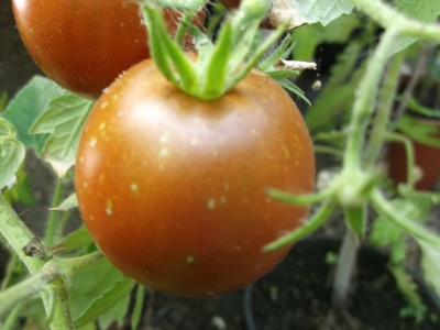 Tomate Cerise Samen